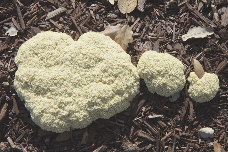 slime mold